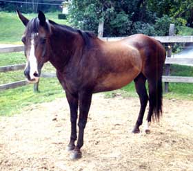 Desi (horse)