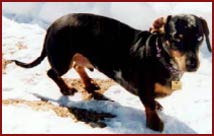 dachshund in the snow