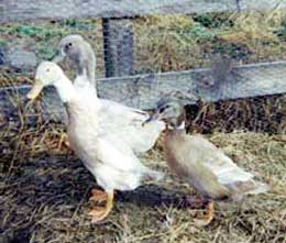 three ducks