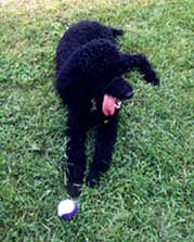 Esmerelda (dog)