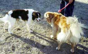 Willow and Ginger (dogs)