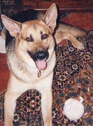 Yogi, German Shepard