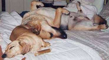 Yogi (German Shepard) and Trixibelle (Dachshund)