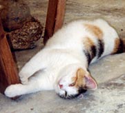 Gracie, calico cat lounging
