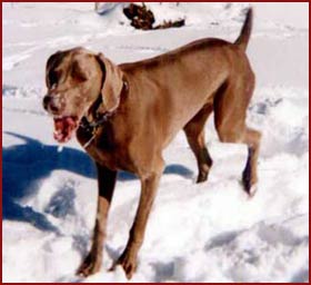 Hartzel - grey dog in snow