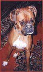 Boxer dog: Henry