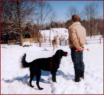 Ike with two dogs in the snow