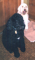 Kalua and Oreo (poodles)