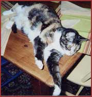 Kitty lying on table
