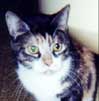 Kitty (cat)