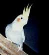 Lightening the cockatiel