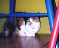 Allegro, calico cat