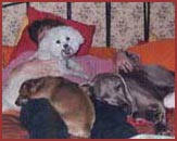 Martha under pile of dogs!