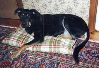 Dog Max, Great Dane/German Shepard mix