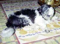 Pepper (dog)