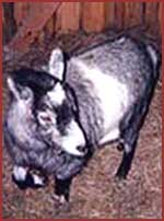 goat: Pepper