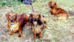 Basil, Bosey, Rouge (dachshunds)