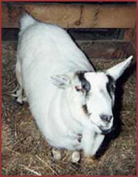 goat: Salt