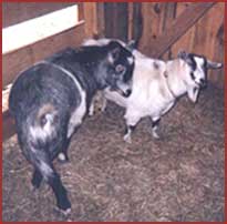 goats: Salt and Pepper