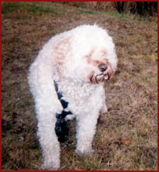 Sparky - poodle
