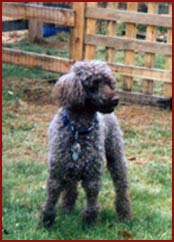 Spike - poodle