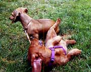 Trix and Otto
