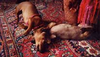 Phoebe and Trix