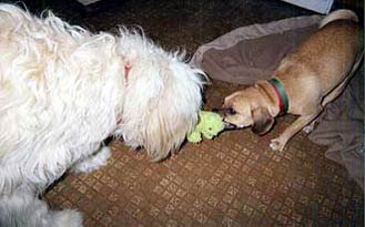 tug of war between two guest dogs