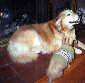 Willow and Trixibelle (dogs)