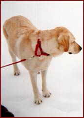 Betty - Golden Lab mix