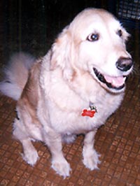 Milo, Golden Retriever
