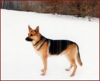 Yogi - German Shepard